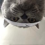 Покемонские же