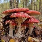 Совиный Дол