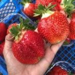 ЧудоЛукошко