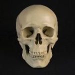 Анатомия в Кармане