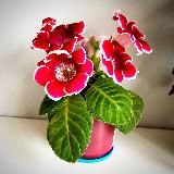 Цветы и растения