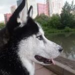 Зоопсихология, или как понять своего питомца