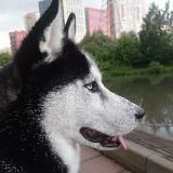 Зоопсихология, или как понять своего питомца