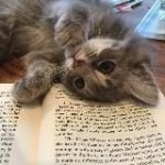 𝓂𝓊𝓇𝓇𝒷𝑜𝑜𝓀𝓈 ᥫ᭡