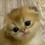 Стикеры для диалогов