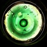 МЕДВЕЖЬЯ ЖЕЛЧЬ