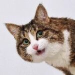 Rexiecat
